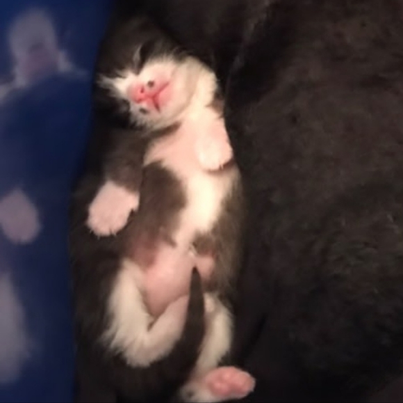 Chemo Treatments for My 3 year old cat, Lrrr - Picture 5 of 12